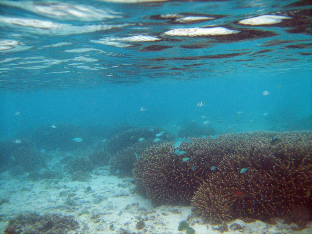 Reef & Marine Life